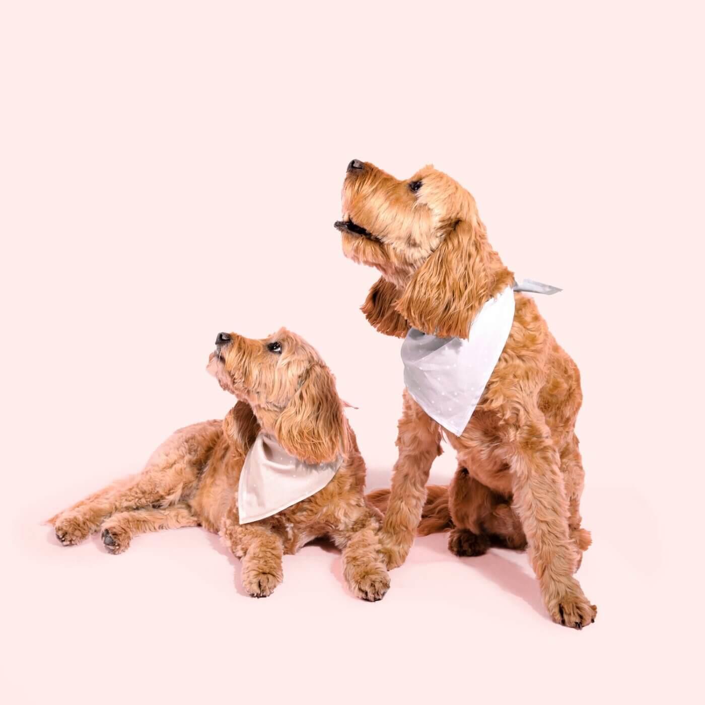 Dog Bandana & Scrunchie Set  | Pink